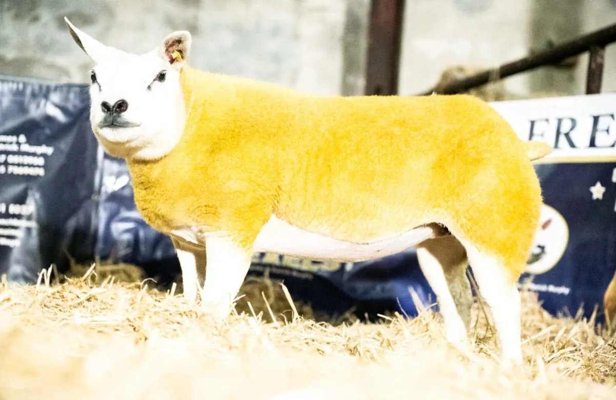 North Connacht Festive Texel Female Sale - Image 2