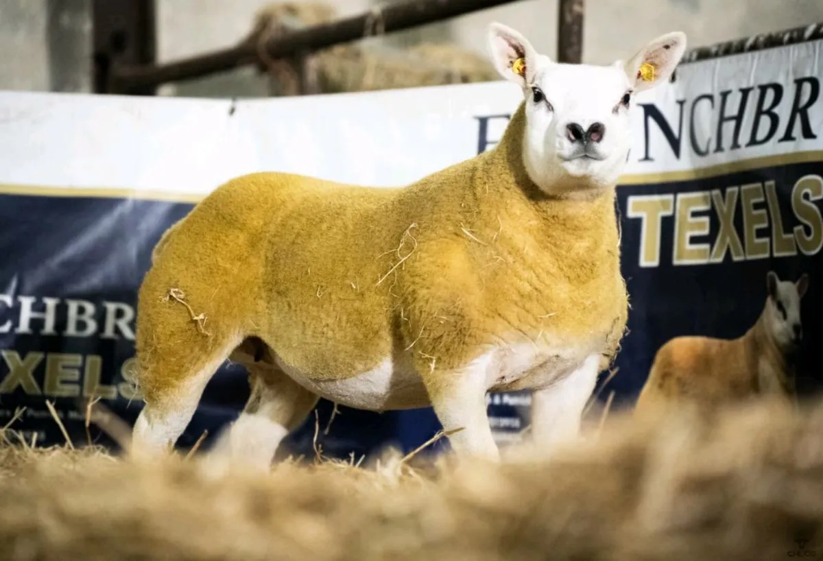 North Connacht Festive Texel Female Sale - Image 3