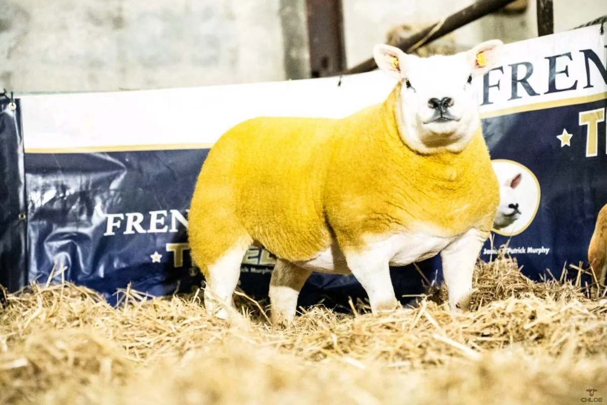 North Connacht Festive Texel Female Sale - Image 4