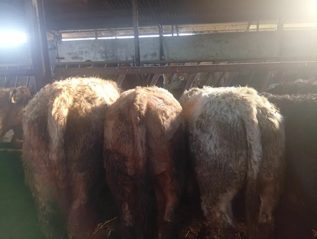 Organic Cattle - Image 1