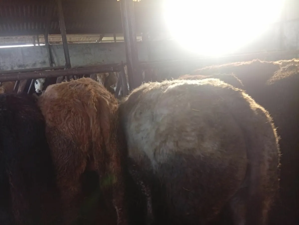 Organic Cattle - Image 3