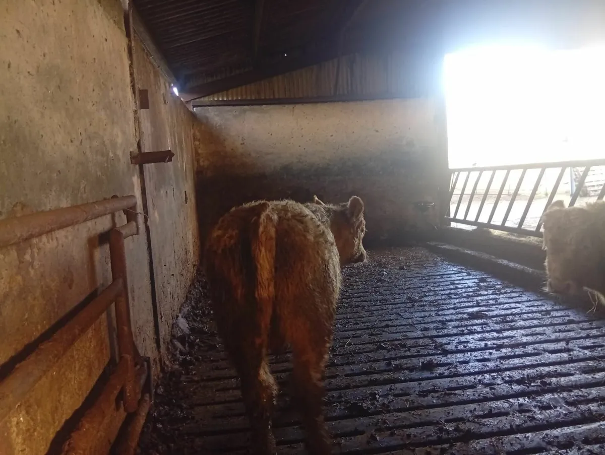 Organic Cattle - Image 4