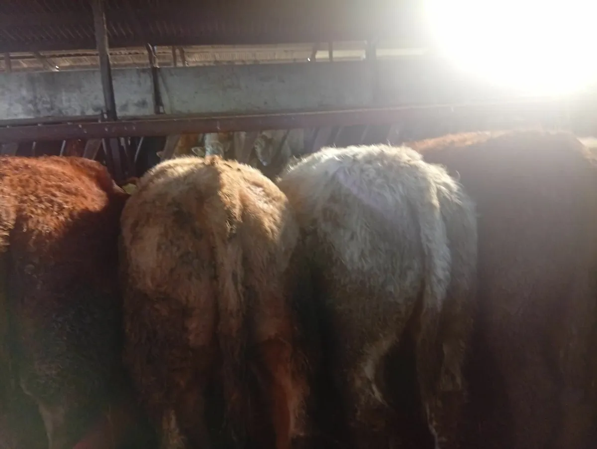 Organic Cattle - Image 2