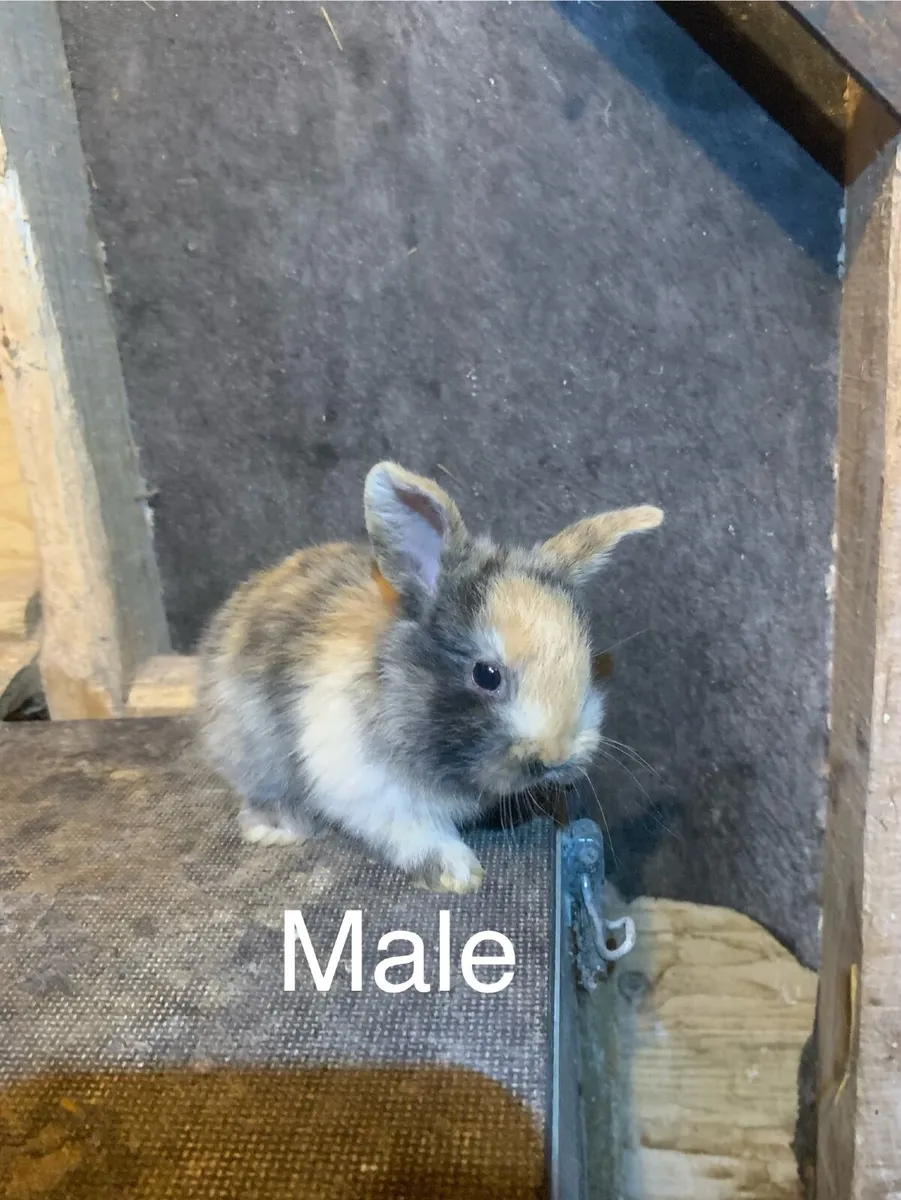 Rabbits 🎄 and Hutches - Image 4