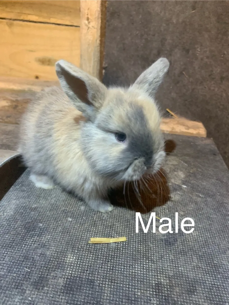 Rabbits 🎄 and Hutches - Image 3