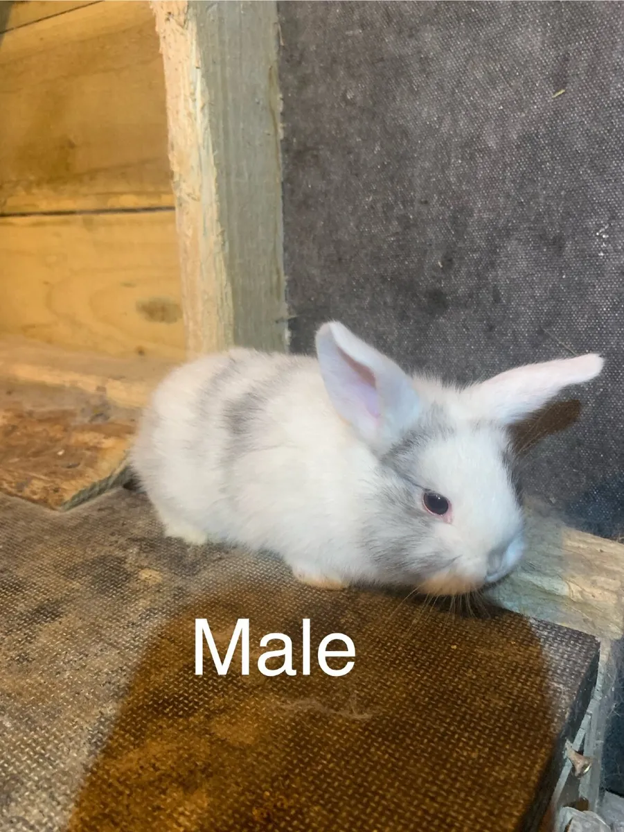 Rabbits 🎄 and Hutches - Image 2