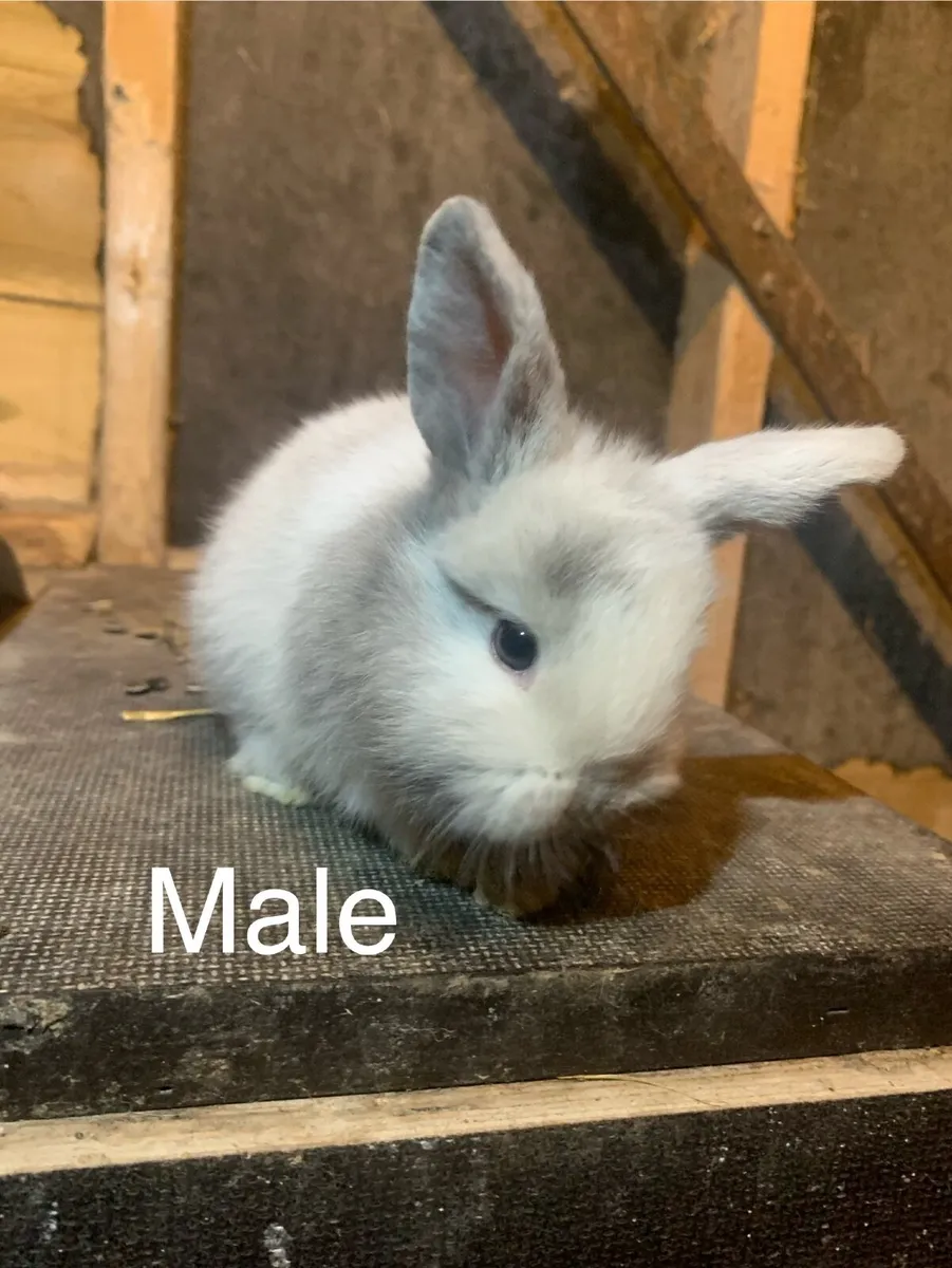 Rabbits 🎄 and Hutches - Image 1