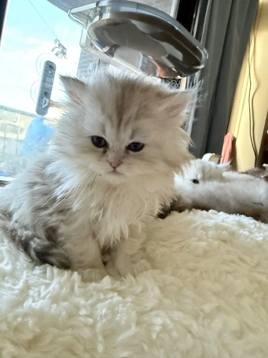 Four beautiful long-haired tabby kittens - Image 2