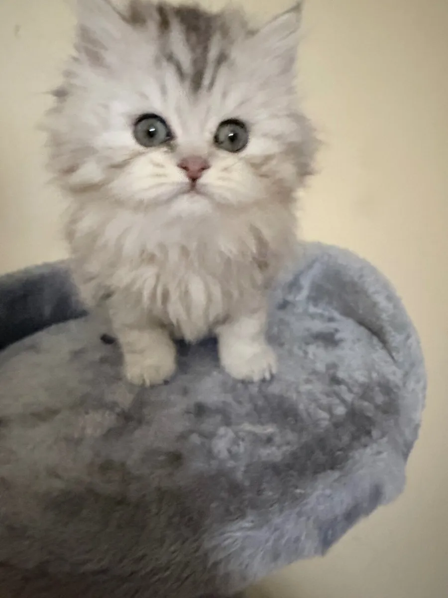 Four beautiful long-haired tabby kittens - Image 3