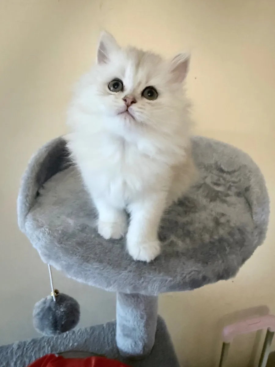 Beautiful long-haired kitten - Image 1