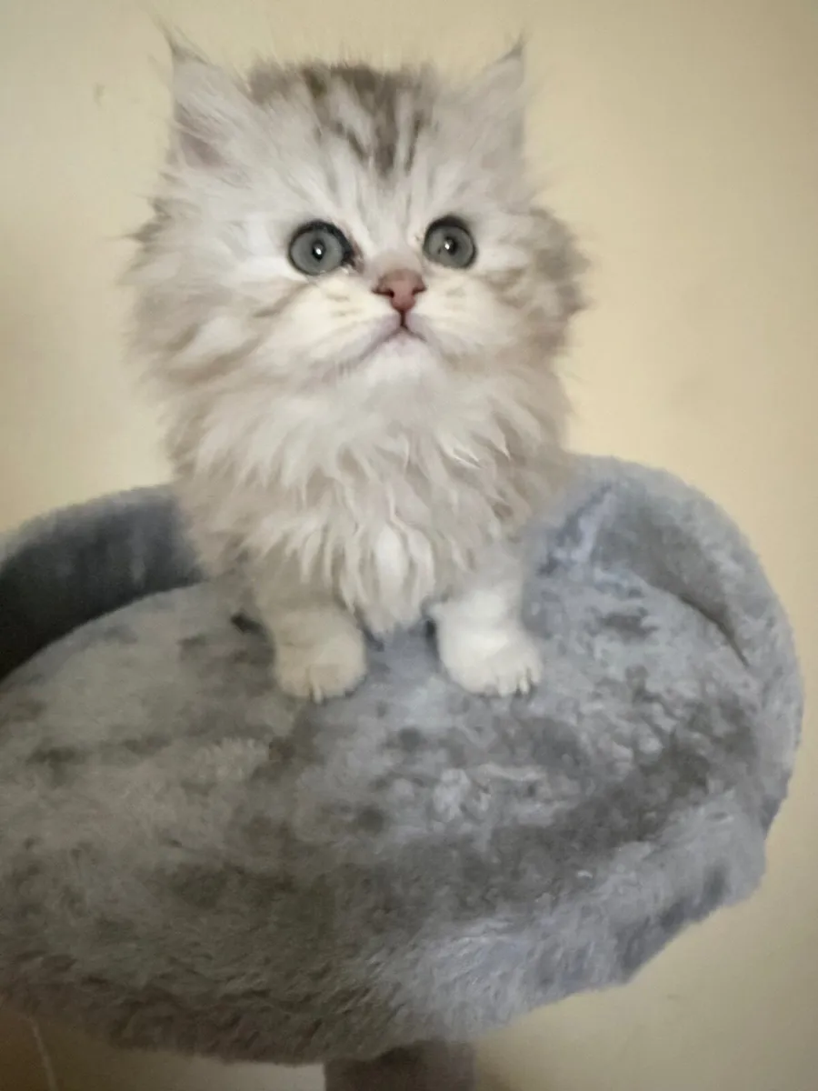 Beautiful long-haired kitten - Image 2