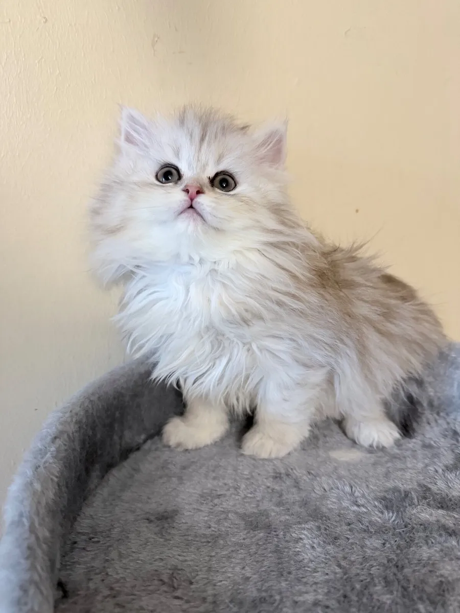 Beautiful long-haired kitten - Image 4