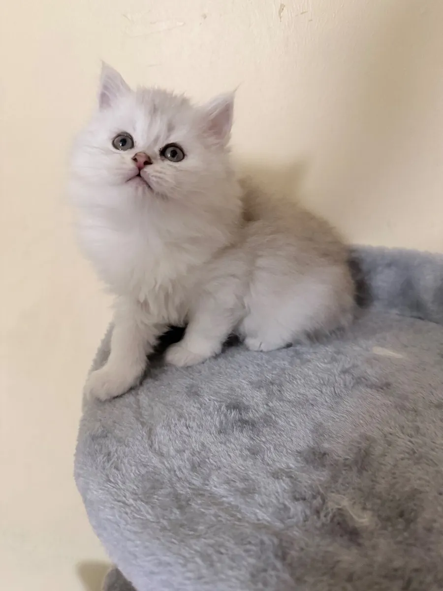 Beautiful Silver Shaded British Long Hair kitten - Image 2