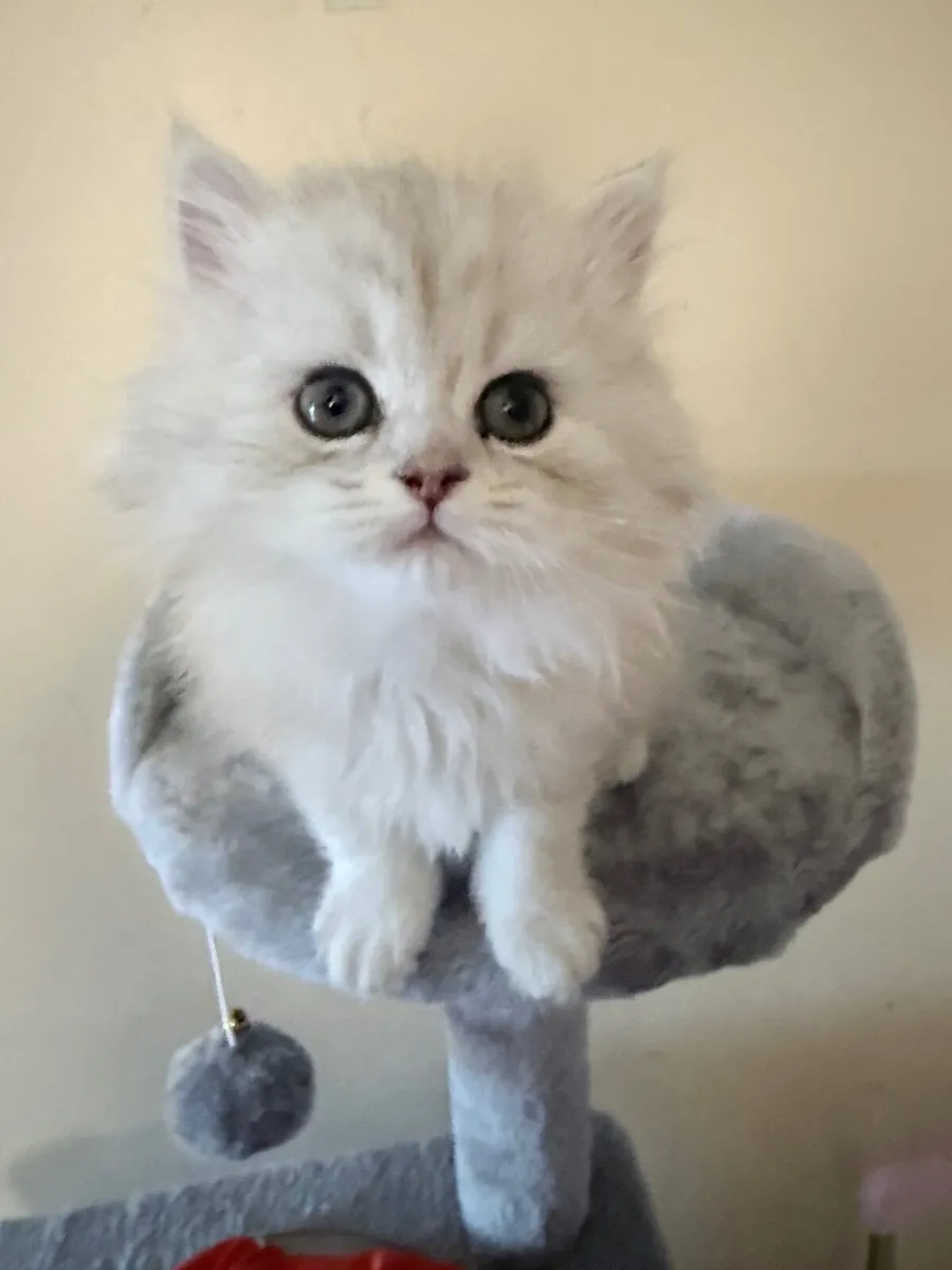 Beautiful Silver Shaded British Long Hair kitten - Image 4