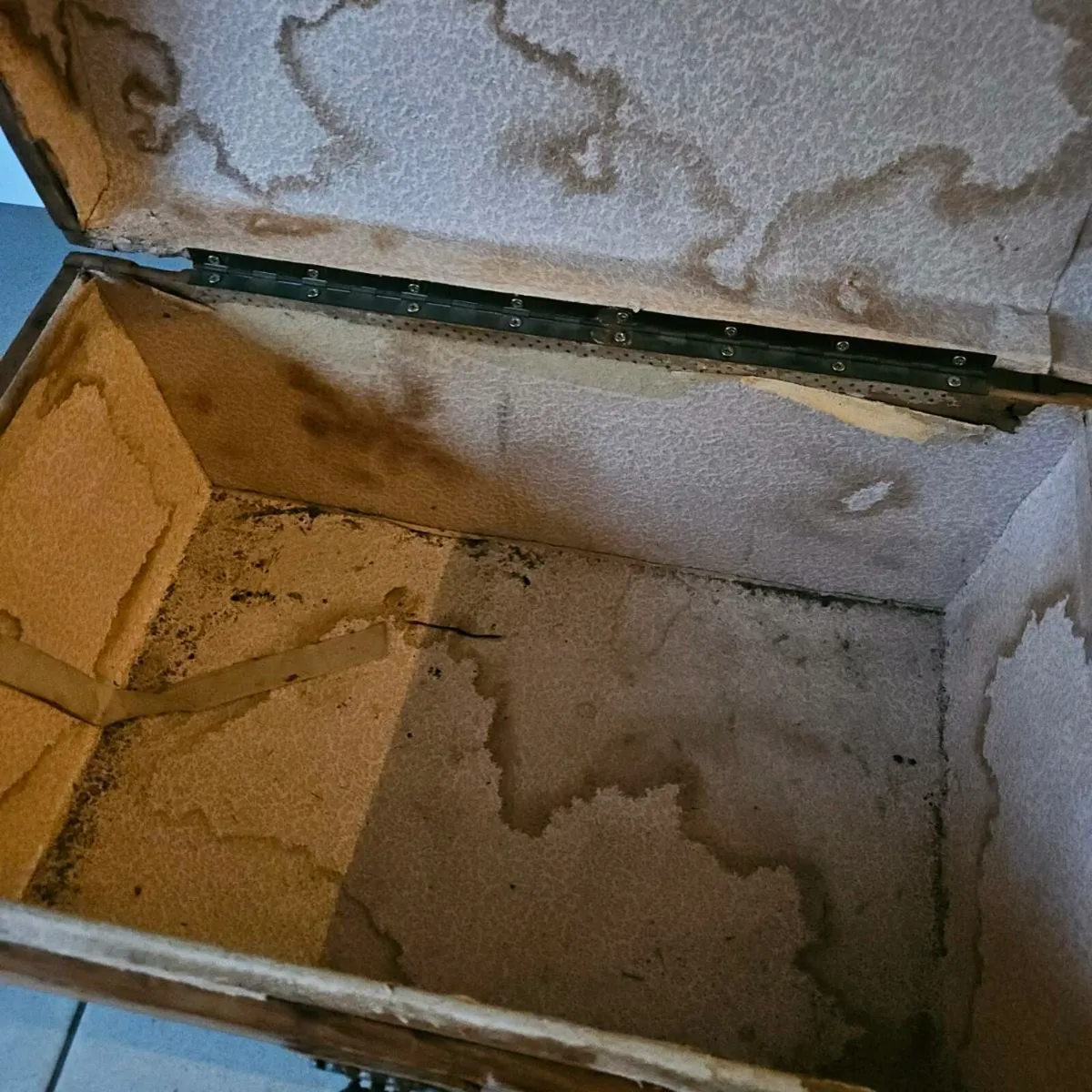 Pine trunk - Image 4