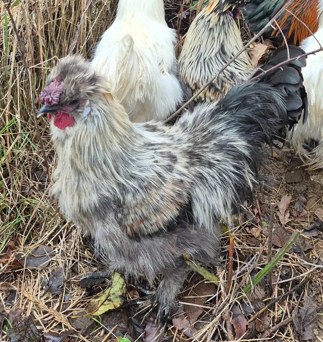 Roosters - Image 1