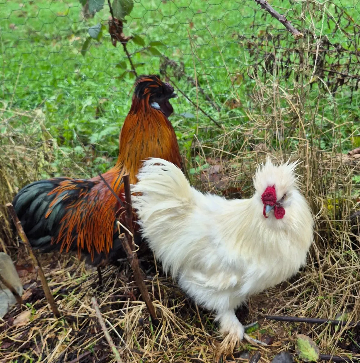 Roosters - Image 4