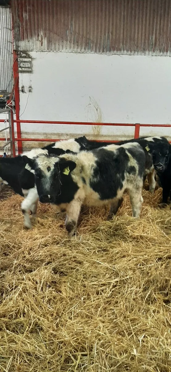 Runners for sale - Image 1