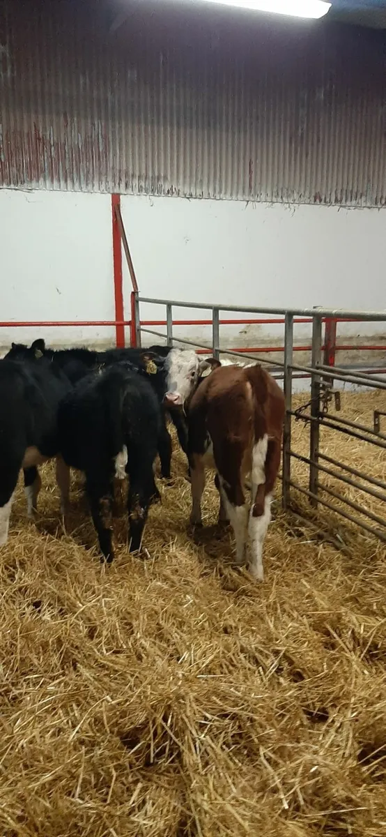 Runners for sale - Image 2