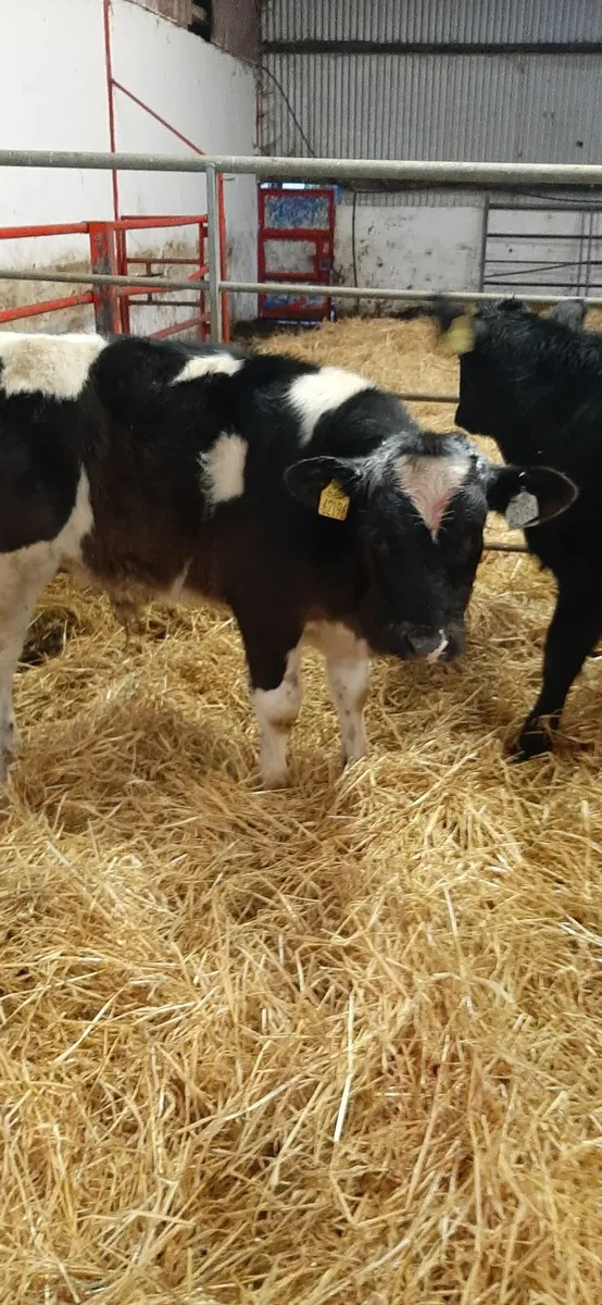 Runners for sale - Image 3