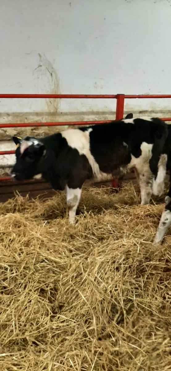 Runners for sale - Image 4