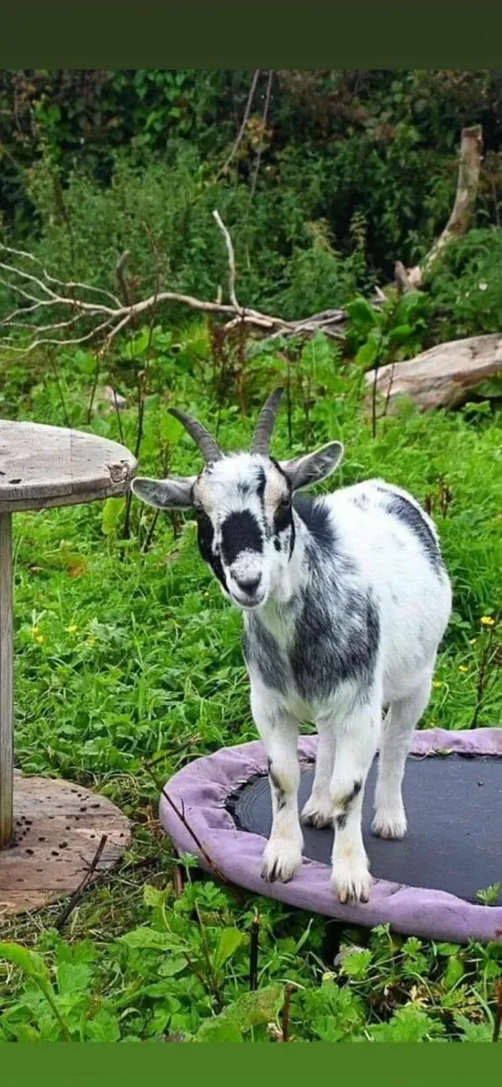 Pygmy Goats - Image 1