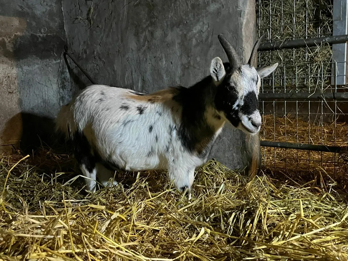 Pygmy Goats - Image 3