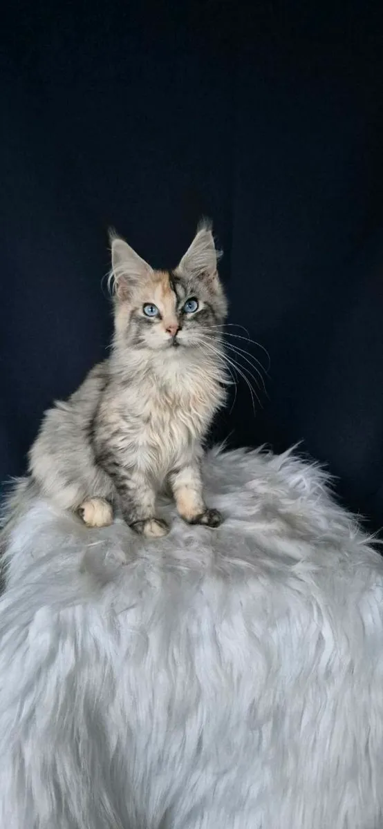 Maine Coon - Image 3