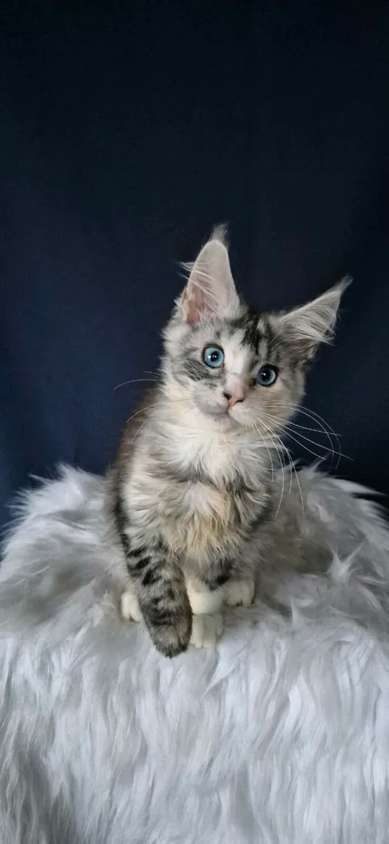 Maine Coon - Image 4