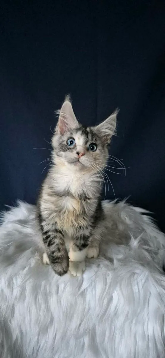 Maine Coon females - Image 4