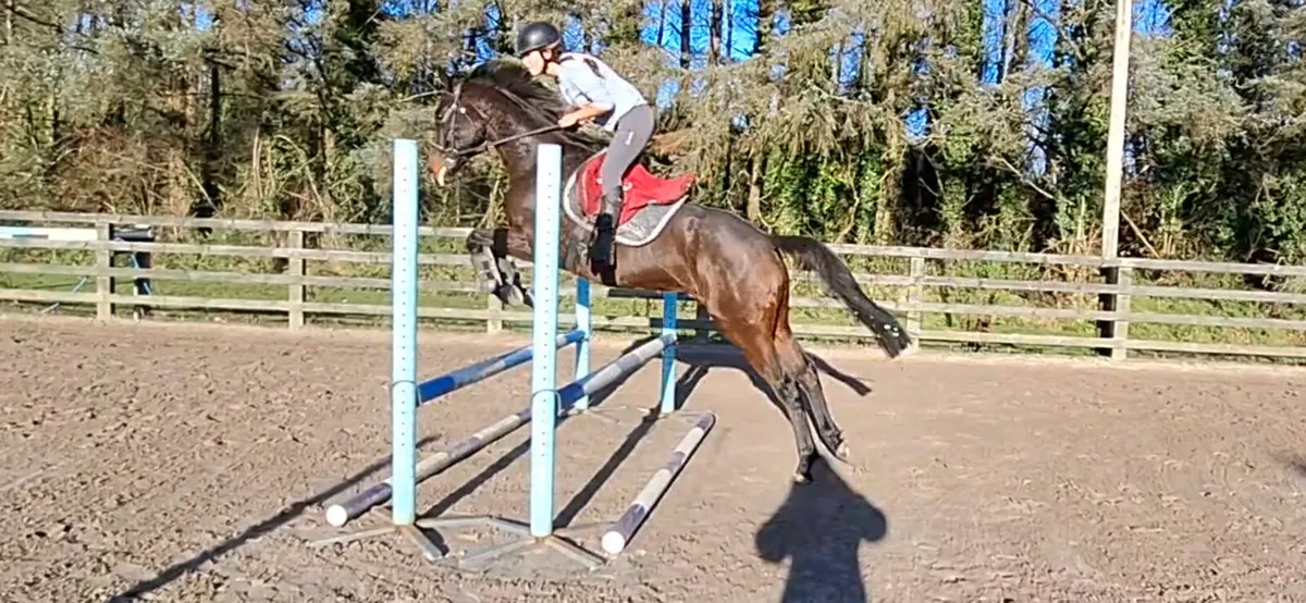 Fantastic Eventing prospect - Image 1