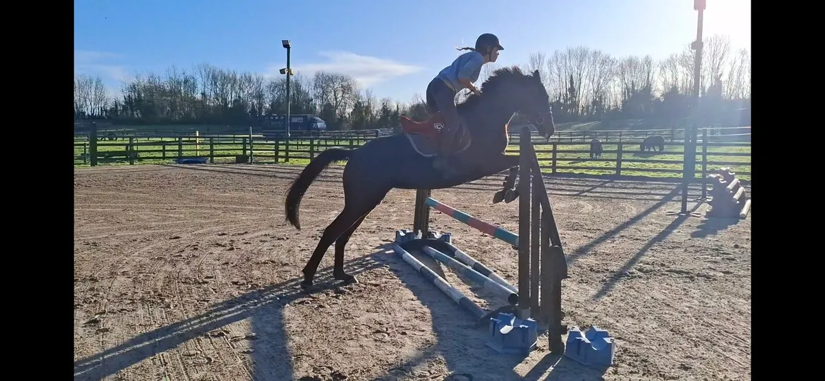 Fantastic Eventing prospect - Image 2