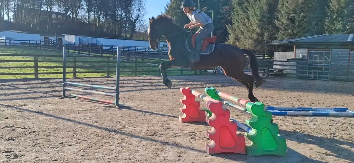 Fantastic Eventing prospect - Image 3