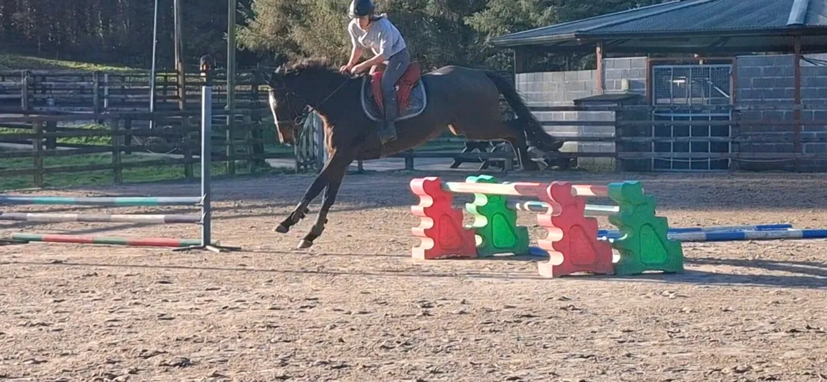 Fantastic Eventing prospect - Image 4