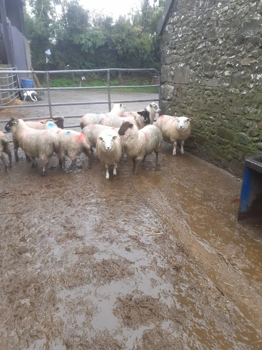 Ewe Lambs - Image 2