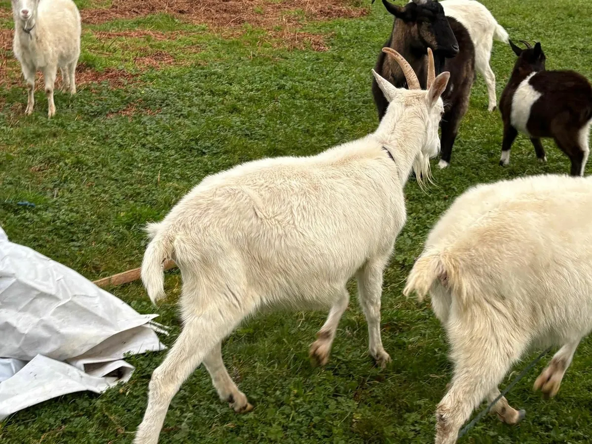 Goats running with pucks - Image 2