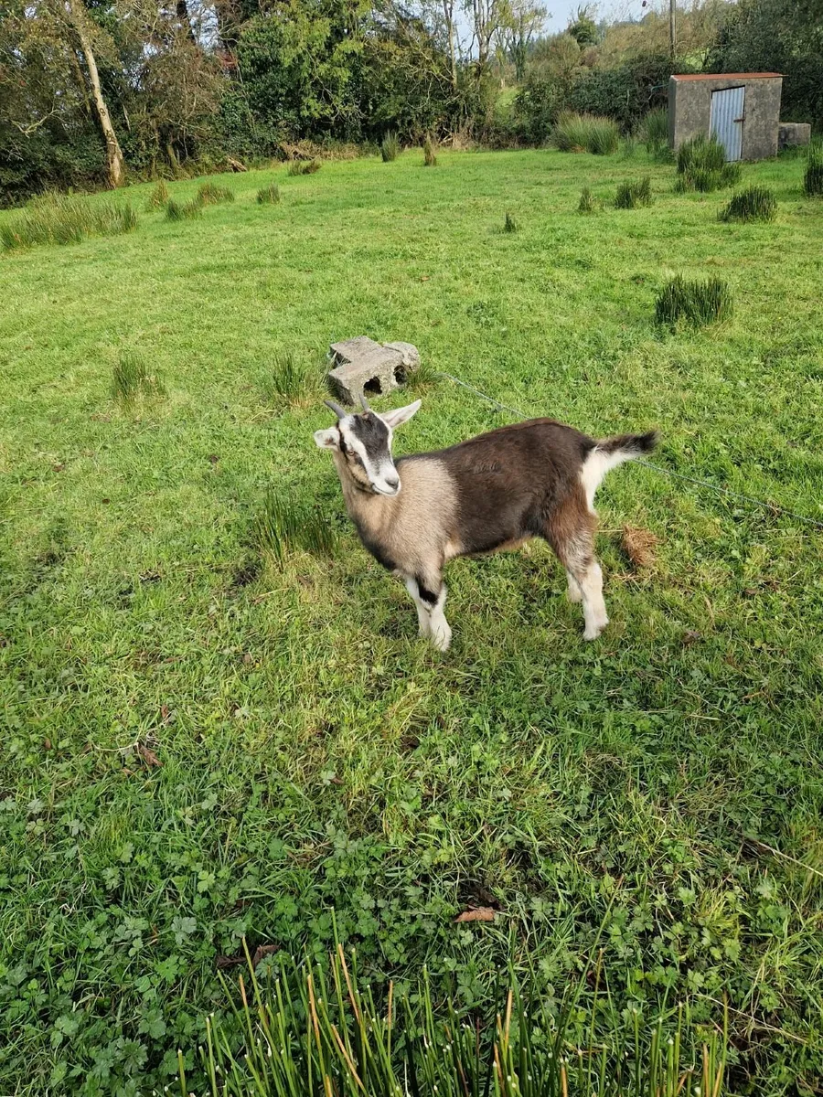 Goats running with pucks - Image 3