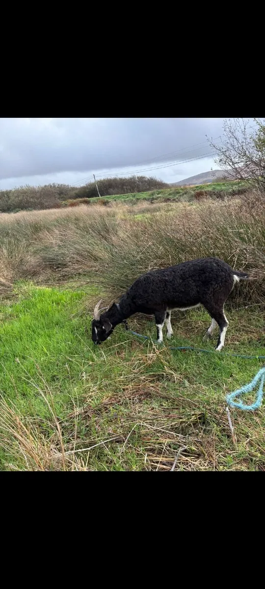 Goats running with pucks - Image 4