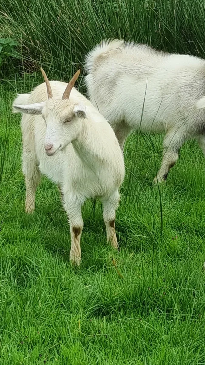Goats running with pucks - Image 1