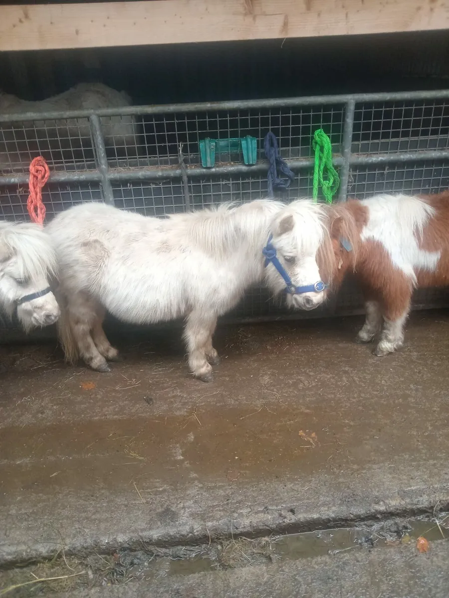 Ride and drive pony - Image 2