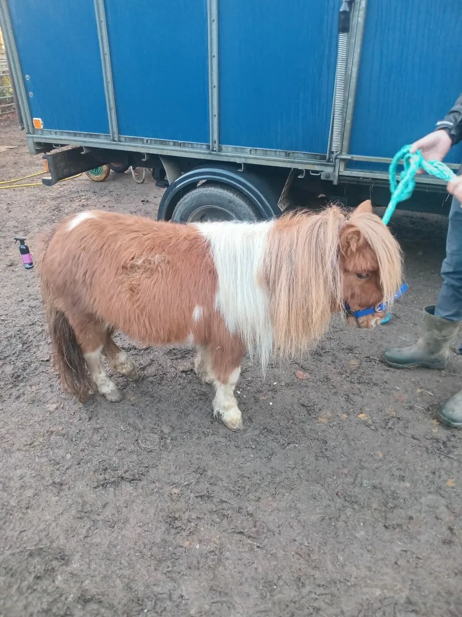 Ride and drive pony - Image 3