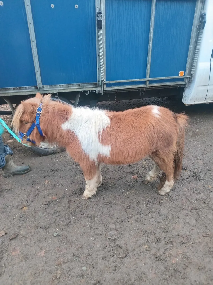 Ride and drive pony - Image 1