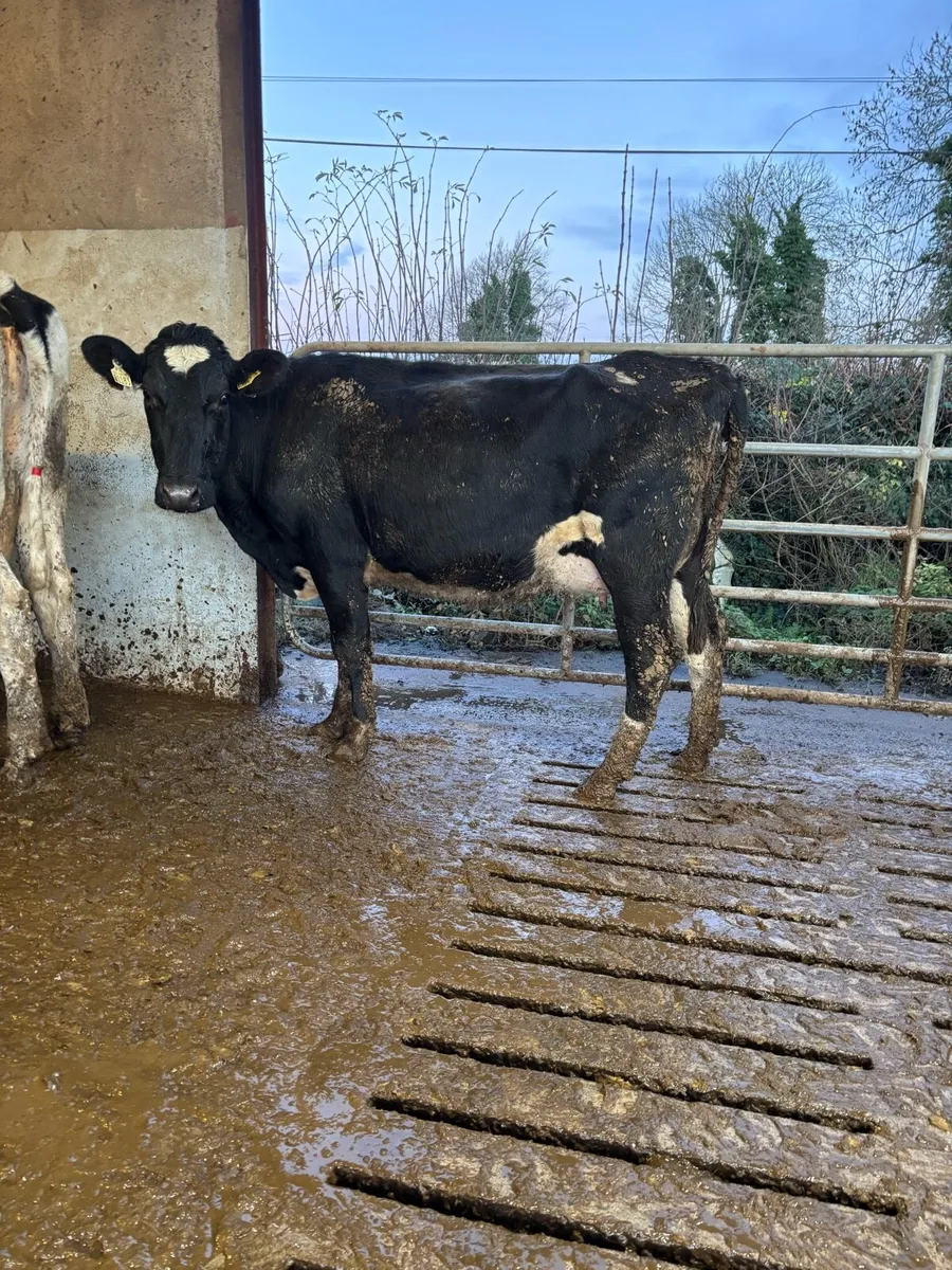 Freshly calved cows and heifers for sale - Image 1