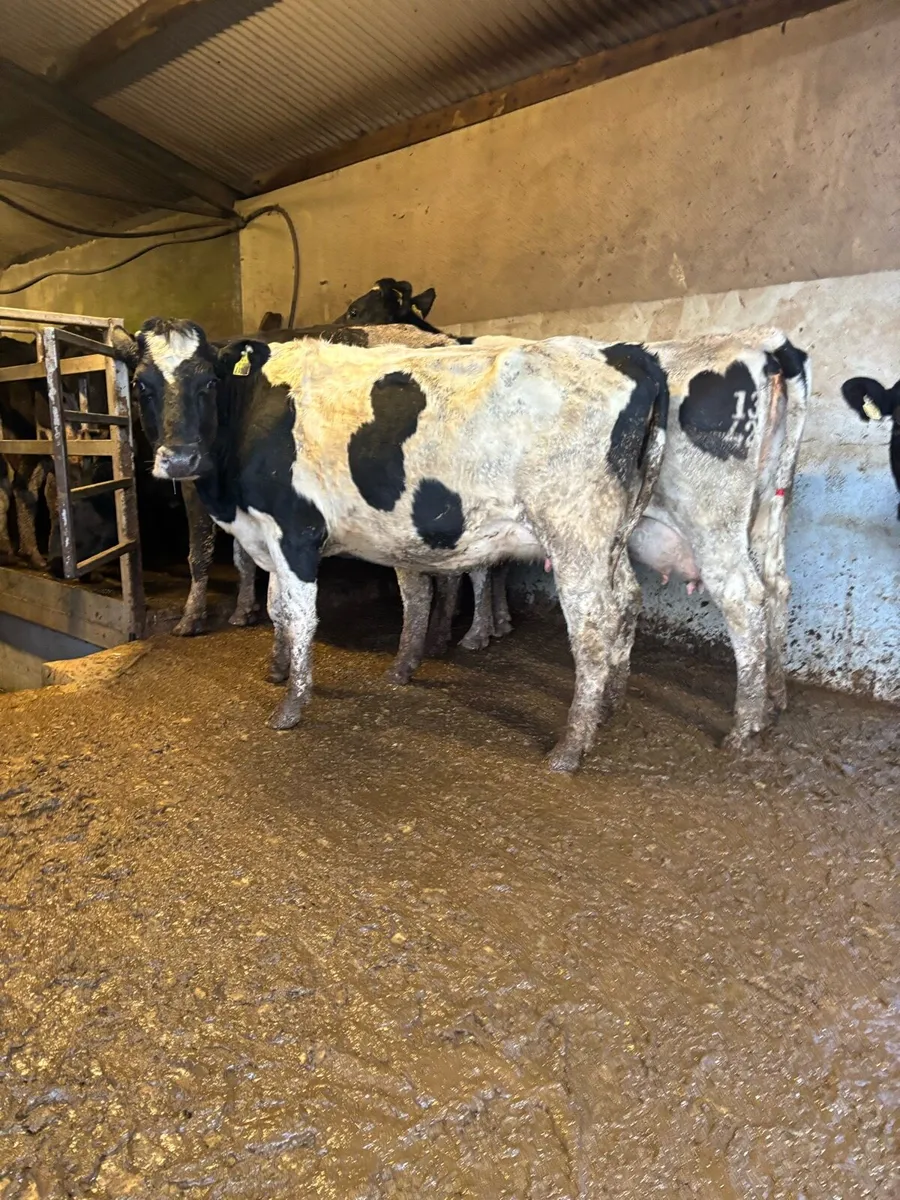 Freshly calved cows and heifers for sale - Image 2