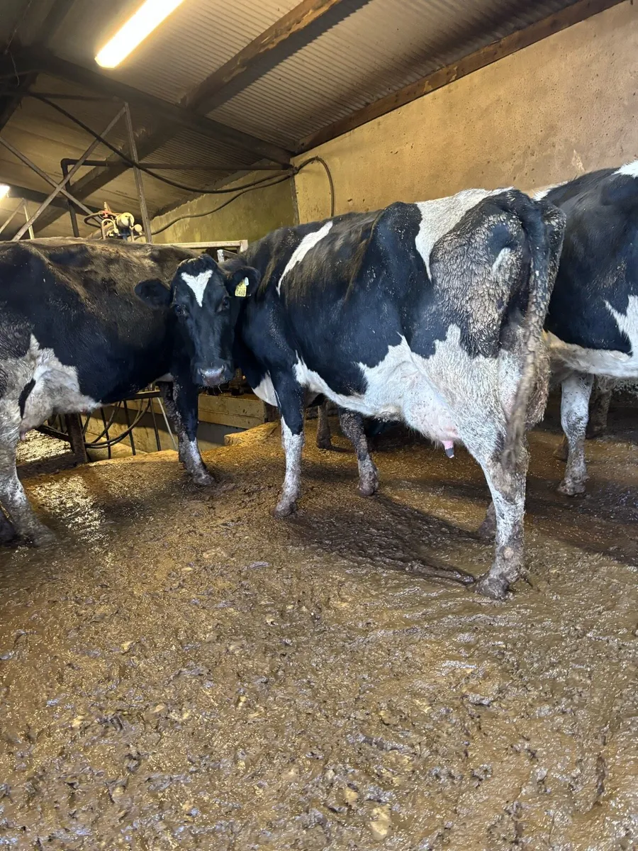Freshly calved cows and heifers for sale - Image 3