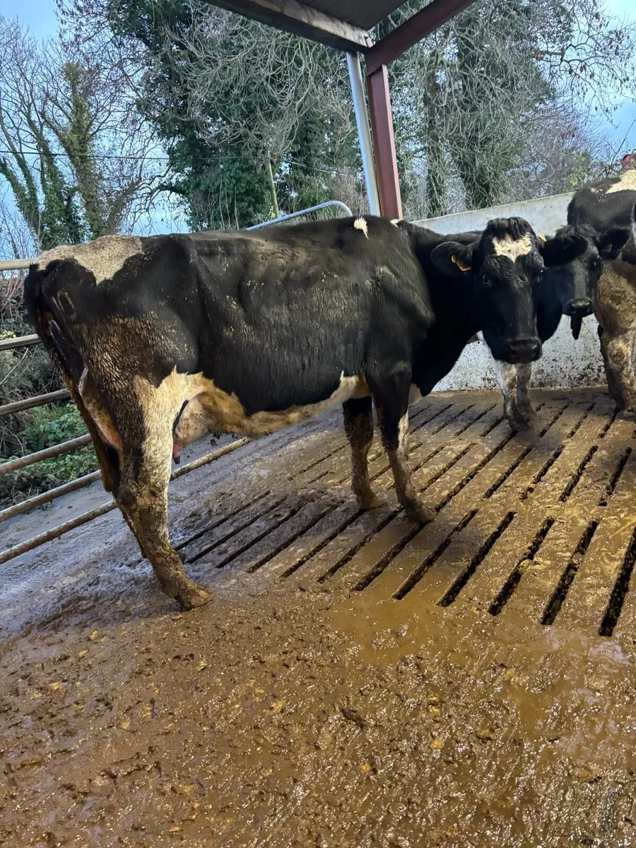 Freshly calved cows and heifers for sale - Image 4