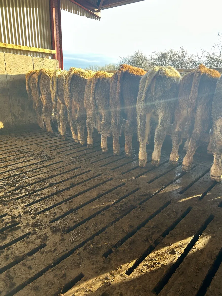 Super quality ch bulls for sale - Image 1