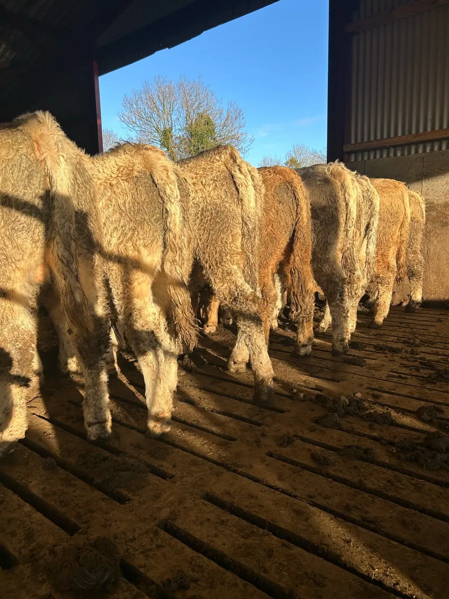 Super quality ch bulls for sale - Image 2