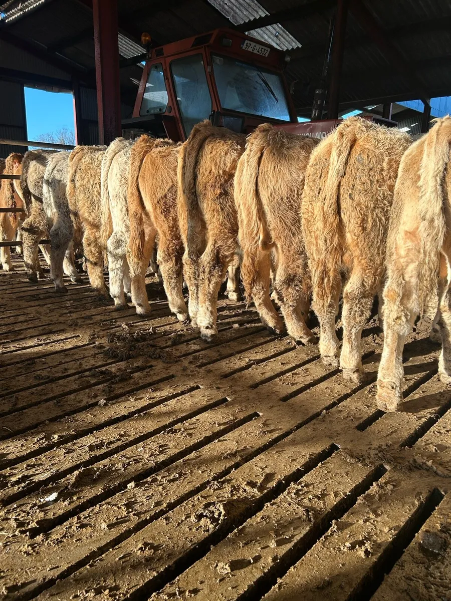 Super quality ch bulls for sale - Image 3