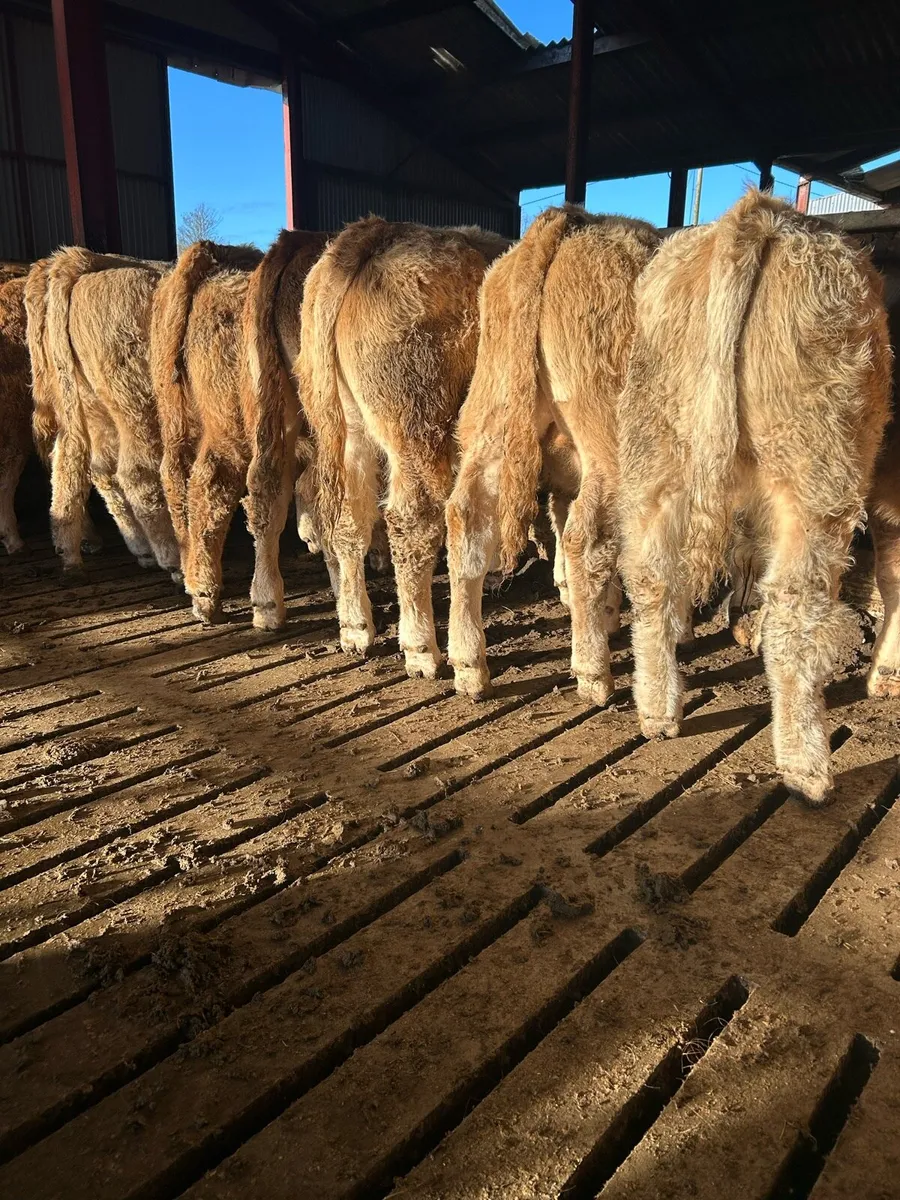 Super quality ch bulls for sale - Image 4